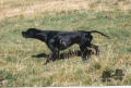 Pedigree JAZZ DE CAYOMIL Pedigree JAZZ DE CAYOMIL